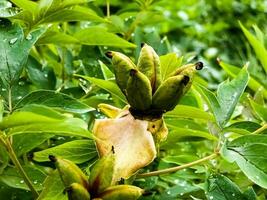 Seeds of tree peony flower. Green leaves background. photo