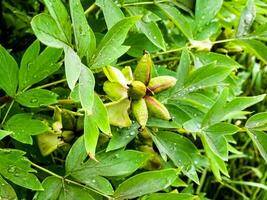 Seeds of tree peony flower. Green leaves background. photo