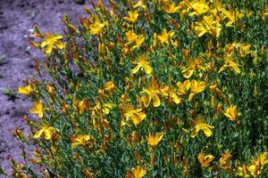 S t. de juan mosto, hypericum perforado, es un importante medicinal planta con amarillo flores y es usado en medicamento. eso es un salvaje y cultivable planta. foto