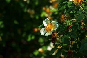 Rosa spinosissima L, Rosa pimpinellifolia, the rosehip bush grows and blooms in the garden in summer photo