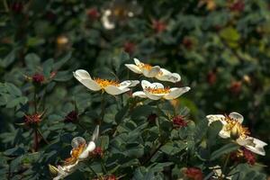 Rosa spinosissima L, Rosa pimpinellifolia, the rosehip bush grows and blooms in the garden in summer photo