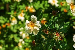 Rosa spinosissima L, Rosa pimpinellifolia, the rosehip bush grows and blooms in the garden in summer photo
