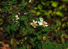 Rosa spinosissima L, Rosa pimpinellifolia, the rosehip bush grows and blooms in the garden in summer photo