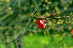 Japanese ornamental quince in Latin Chaenomeles blooms in the garden with red flowers. photo