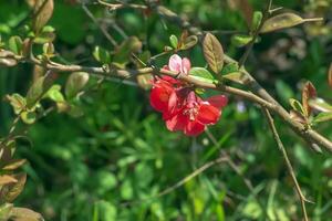 Japanese ornamental quince in Latin Chaenomeles blooms in the garden with red flowers. photo