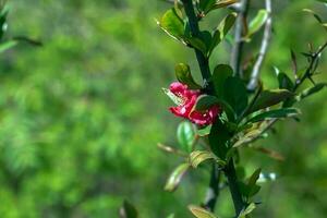 Japanese ornamental quince in Latin Chaenomeles blooms in the garden with red flowers. photo