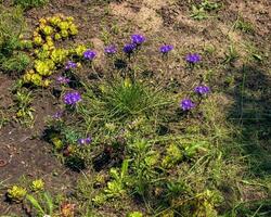 Dwarf bluebells in Latin Edraianthus serpyllifolia blooms in the botanical garden in Dnipro, Ukraine photo