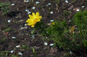 Pheasant's eye, or yellow pheasant's eye in Latin Adonis vernalis L. Blooms in the spring garden. photo