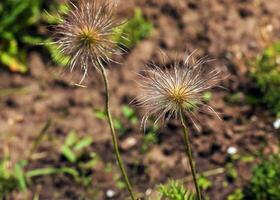 Closeup of the wiry Pulsatilla vulgaris silky seed heads photo