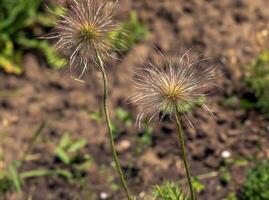 Closeup of the wiry Pulsatilla vulgaris silky seed heads photo