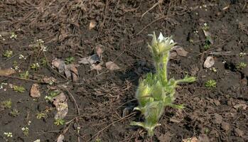 Beautiful Pulsatilla vulgaris in the garden in spring. Pulsatilla vulgaris, pasqueflower, is a species of flowering plant belonging to the buttercup family, Ranunculaceae. photo