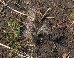 Beautiful Pulsatilla vulgaris in the garden in spring. Pulsatilla vulgaris, pasqueflower, is a species of flowering plant belonging to the buttercup family, Ranunculaceae. photo