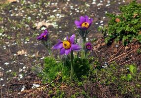 hermosa pulsatilla vulgaris en el jardín en primavera. pulsatilla vulgar, flor de pascua, es un especies de floración planta pertenencia a el botón de oro familia, ranunculáceas. foto