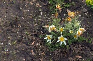 Beautiful Pulsatilla vulgaris in the garden in spring. Pulsatilla vulgaris, pasqueflower, is a species of flowering plant belonging to the buttercup family, Ranunculaceae. photo