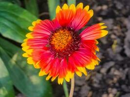 Beautiful of Gaillardia aristata flower with selective focus on green blurred background. Summer flower. Head of gorgeous blooming flowers photo