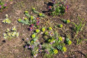 Beautiful Pulsatilla vulgaris in the garden in spring. Pulsatilla vulgaris, pasqueflower, is a species of flowering plant belonging to the buttercup family, Ranunculaceae. photo