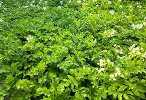 patata floreciente durante crecimiento, un agrícola campo con un patata planta en verano foto