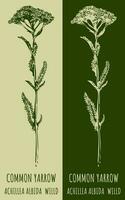 Vector drawings COMMON YARROW. Hand drawn illustration. Latin name ACHILLEA MILLEFOLIUM L.