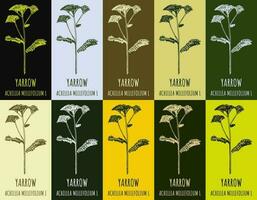 Set of vector drawing of COMMON YARROW  in various colors. Hand drawn illustration. Latin name ACHILLEA MILLEFOLIUM L.