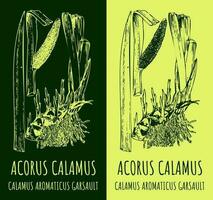 Vector drawings sway or muskrat root. Hand drawn illustration. Latin name ACORUS CALAMUS L.