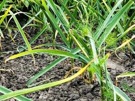 Garlic grows on the garden bed. Agricultural field with several rows of garlic. photo