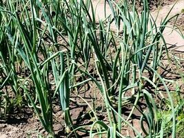 Green fresh long onion grows in the garden. Edible plant, nature, cultivation. Close-up photography, gardening. photo