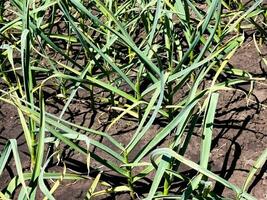 Garlic grows on the garden bed. Agricultural field with several rows of garlic. photo