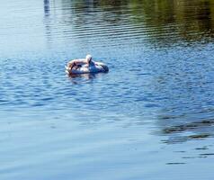 Whooper swan, Cygnus cygnus. Lonely bird on the water. A wild swan swims on the surface of the river. photo