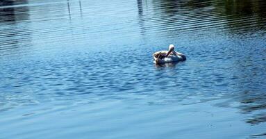 Whooper swan, Cygnus cygnus. Lonely bird on the water. A wild swan swims on the surface of the river. photo