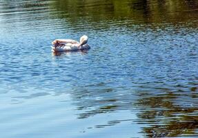 Whooper swan, Cygnus cygnus. Lonely bird on the water. A wild swan swims on the surface of the river. photo