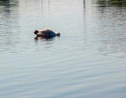 Whooper swan, Cygnus cygnus. Lonely bird on the water. A wild swan swims on the surface of the river. photo