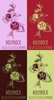 Set of vector drawing of HOLLYHOCK in various colors. Hand drawn illustration. Latin name ALTHAEA CARIBAEA .