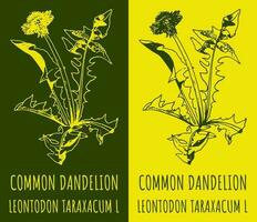 Vector drawings COMMON DANDELION. Hand drawn illustration. Latin name LEONTODON TARAXACUM L.