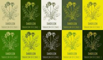 Set of vector drawing of COMMON DANDELION  in various colors. Hand drawn illustration. Latin name LEONTODON TARAXACUM L.