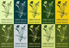 Set of vector drawing of COMMON DANDELION  in various colors. Hand drawn illustration. Latin name LEONTODON TARAXACUM L.