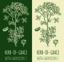 Vector drawings COMMON RUE. Hand drawn illustration. Latin name RUTA GRAVEOLENS L.