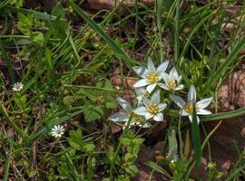 ornithogalum ombligo, el jardín Estrella de Belen, césped lirio, siesta al mediodía, o once en punto dama, un especies de el género ornithogalum, en el Asparagaceae familia. foto