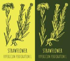 Vector drawings DWARF EVERLAST. Hand drawn illustration. Latin name HELICHRYSUM ARENARIUM L.