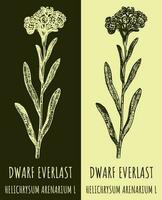 Vector drawings DWARF EVERLAST. Hand drawn illustration. Latin name HELICHRYSUM ARENARIUM L.