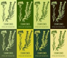 Set of vector drawing of DWARF EVERLAST in various colors. Hand drawn illustration. Latin name HELICHRYSUM ARENARIUM L.