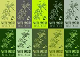 Set of vector drawing of WHITE BRYONY  in various colors. Hand drawn illustration. Latin name BRYONIA ALBA L.