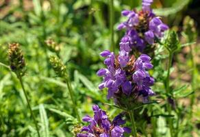 Prunella vulgaris L known as common self-heal, heal-all, woundwort, heart-of-the-earth, carpenter's herb, brownwort and blue curls. photo