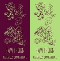 Vector drawings HAWTHORN. Hand drawn illustration. Latin name Crataegus laevigata .