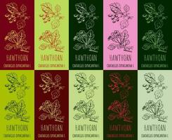 Set of vector drawing of HAWTHORN in various colors. Hand drawn illustration. Latin name Crataegus laevigata .
