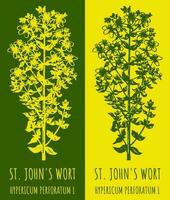 Vector drawings ST. JOHN'S WORT. Hand drawn illustration. Latin name HYPERICUM PERFORATUM  L.