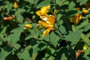 Yellow Flower, Hooker's St. Johnswort, Hypericum hookerianum, found in Thailand at Doi Intanon, Chiangmai only, looks like Camellia photo