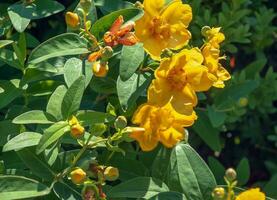 Yellow Flower, Hooker's St. Johnswort, Hypericum hookerianum, found in Thailand at Doi Intanon, Chiangmai only, looks like Camellia photo