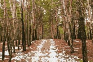 Realistic vector illustration of an evergreen pine forest with a snow covered country road in sunny daylight. Landscape photography of a natural forest. Green forest with Path between forest trees.