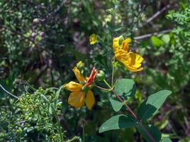 Yellow Flower, Hooker's St. Johnswort, Hypericum hookerianum, found in Thailand at Doi Intanon, Chiangmai only, looks like Camellia photo