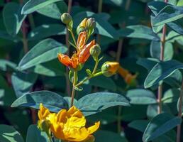 Yellow Flower, Hooker's St. Johnswort, Hypericum hookerianum, found in Thailand at Doi Intanon, Chiangmai only, looks like Camellia photo